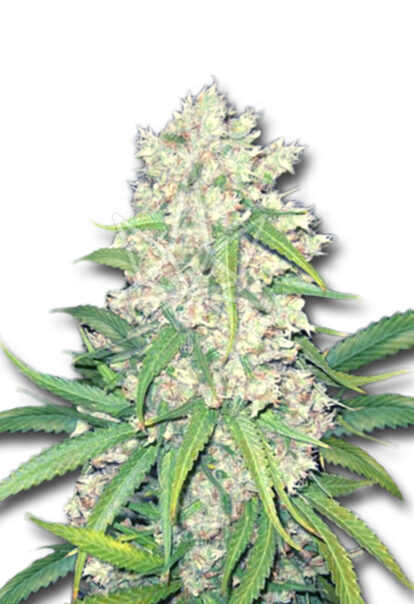 super silver haze feminized seeds opt