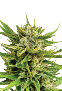 Sweet Tooth Feminized Cannabis Seeds