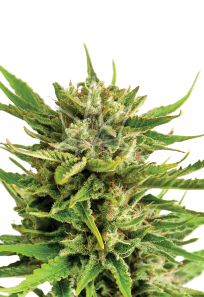 sweeth tooth feminized seeds 800x1166 1