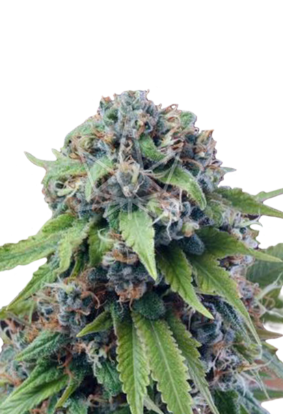 tangerine dream auto flowering seeds