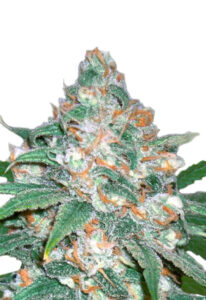 The Devil’s Crack Feminized Cannabis Seeds