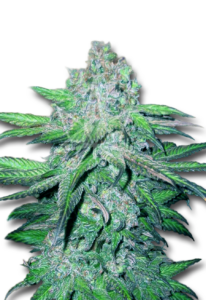 Trainwreck Autoflower Cannabis Seeds