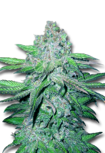 train wreck autoflower seeds