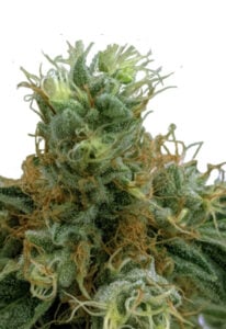 Tropicana Cookies Feminized Cannabis Seeds