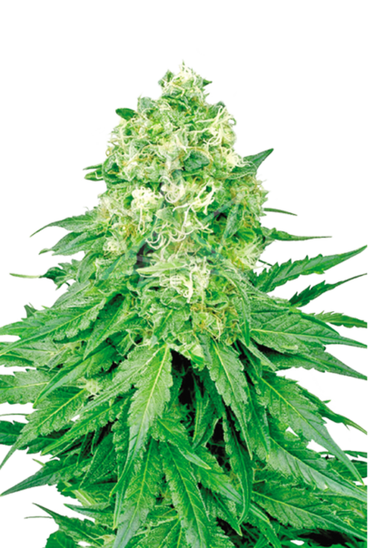 white banner feminized seeds