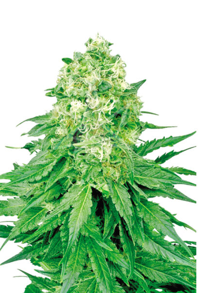 white banner feminized seeds opt