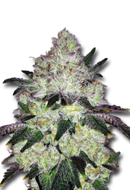 white cookies feminized seeds