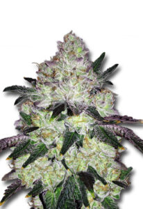 White Cookies Feminized Cannabis Seeds