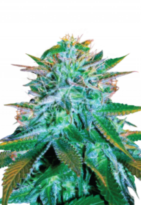 White Widow Autoflower Cannabis Seeds