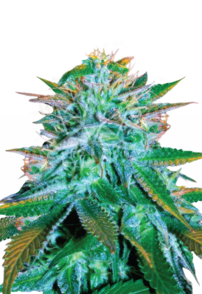 white widow autoflower seeds 800x1166 1