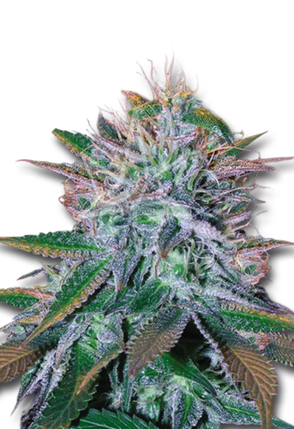 white widow feminized seeds 1