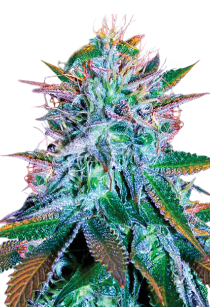 white widow feminized seeds