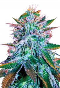 White Widow Feminized Cannabis Seeds