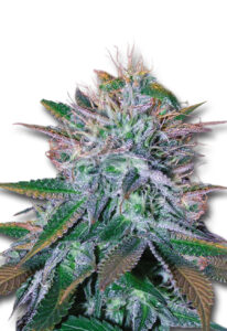 White Widow Feminized