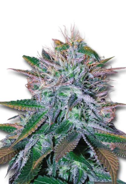 white widow feminized seeds opt 1