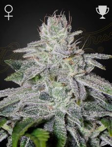 Arjan’s Ultra Haze #2