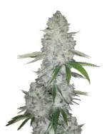 buy gorilla glue auto flowering Cannabis Seeds
