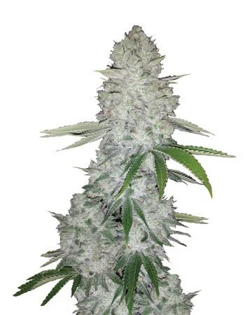 Gorilla Crush Regular Cannabis Seeds