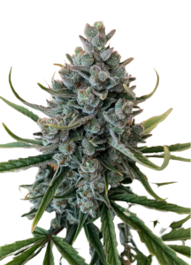 Chunky Nova Autoflower Feminized Cannabis Seeds