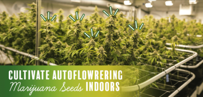 autoflowering marijuana seeds