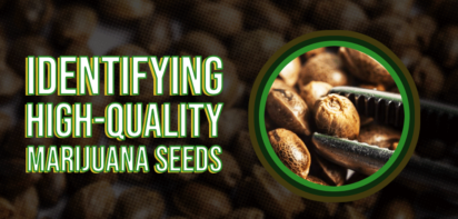 Marijuana Seeds